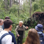 Die Wurzeln eines umgestürzten Baumes im Nationalpark Vorpommersche Boddenlandschaft Foto: Dr. Dawid Dawidowicz